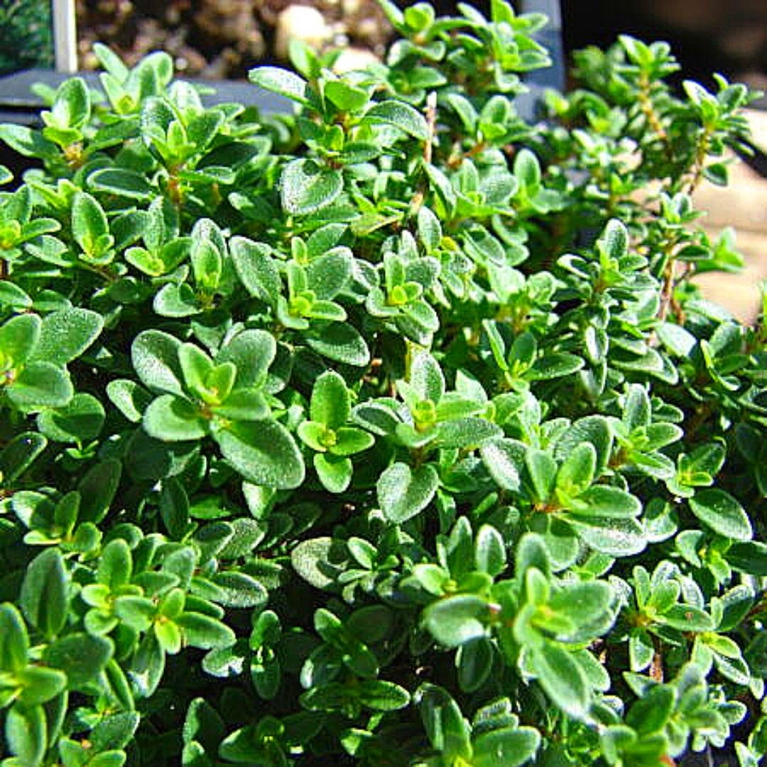 Tomillo Limón - Thymus Citriodorus.