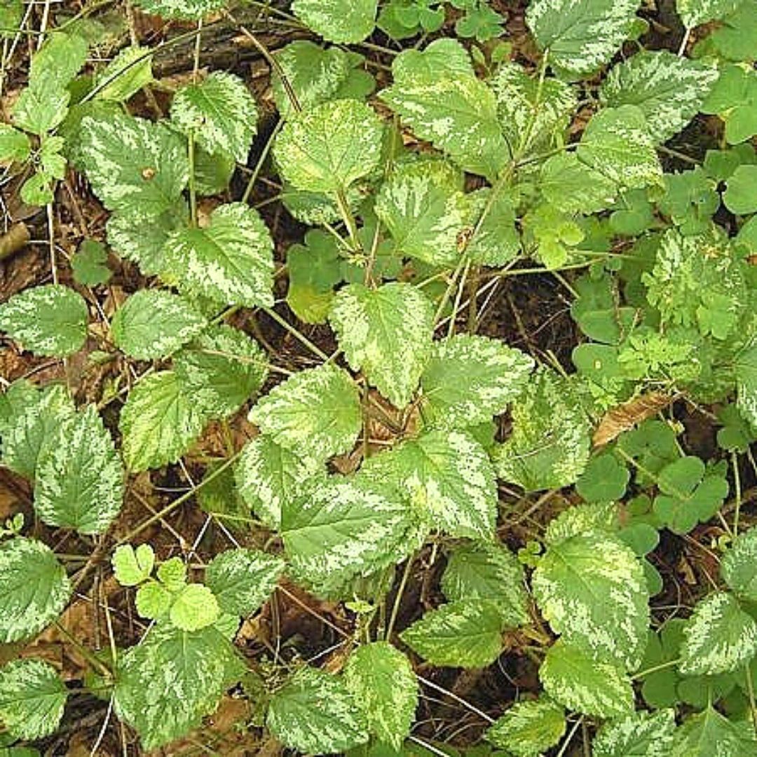 Lamiun - Lamium Galeobdolon