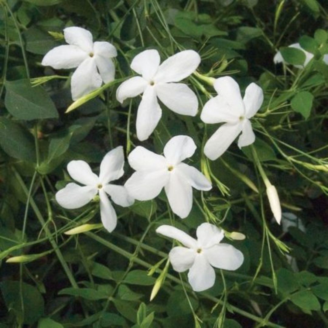 Jazmin De España - Jasminum Grandiflorum (Pequeño)