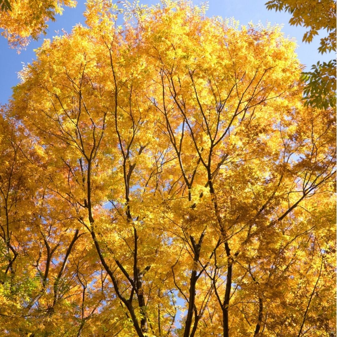 Zelkova Japonesa - Zelkova Serrata