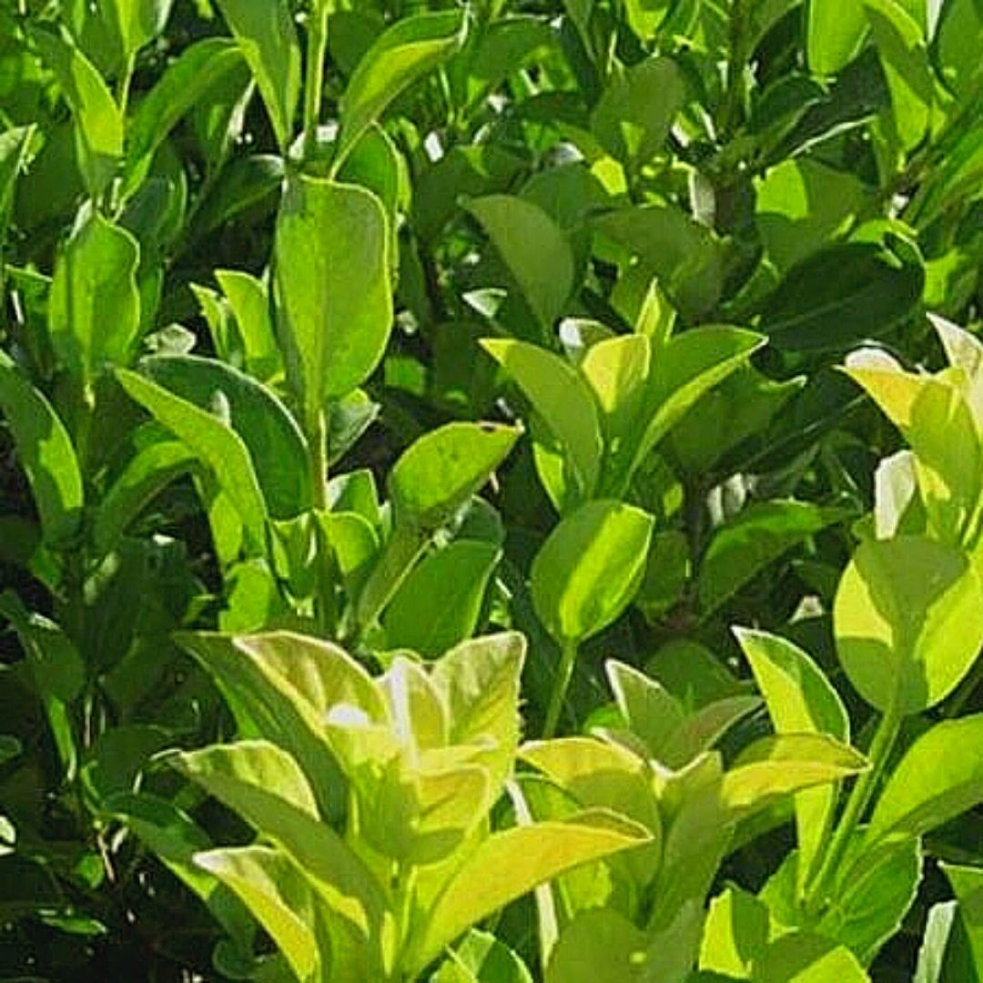 Viburnum Mascantha - Viburnum Mascantha (Mediano)