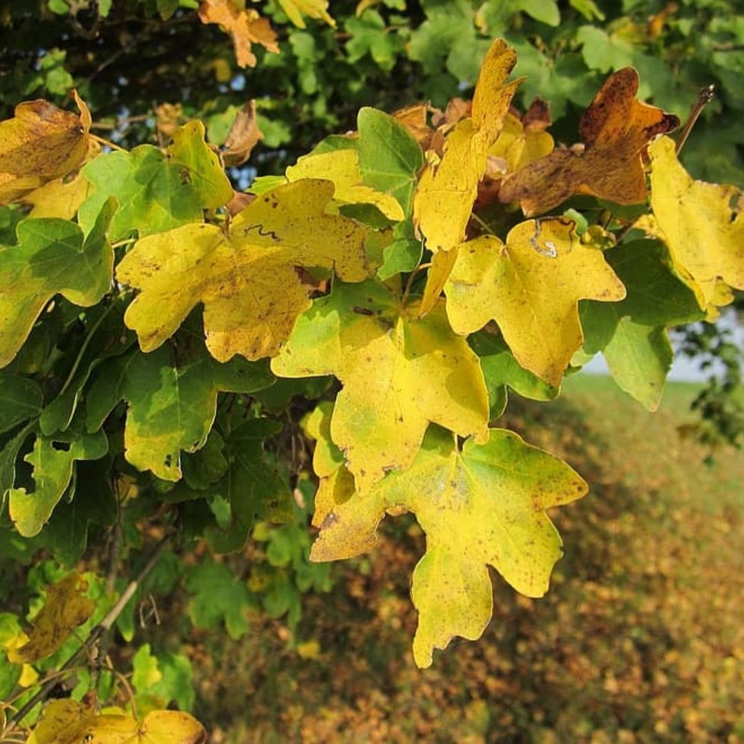 Acer Campestre - Acer Campestris