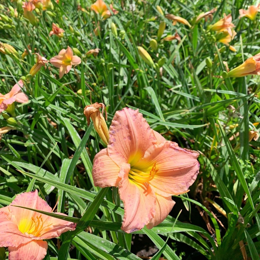 Hemerocallis Damasco