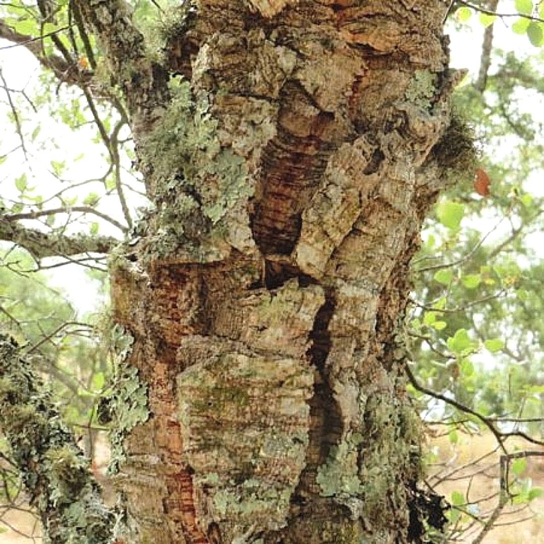 Alcornoque - Quercus Suber L.