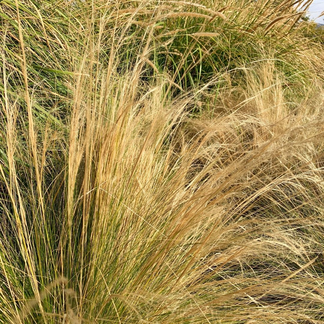 Stipa Tenuisima - Stipa Tenuissima
