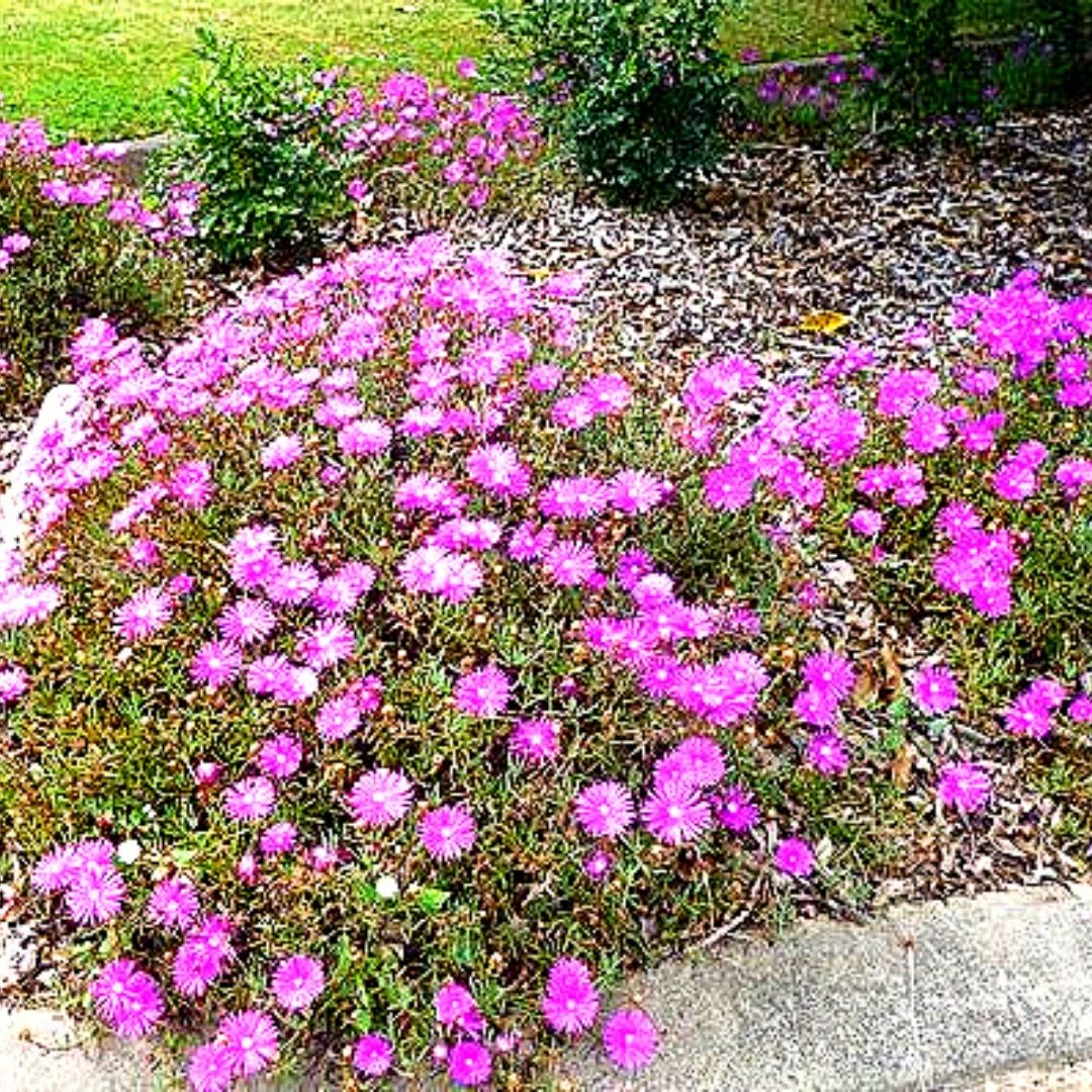 Rayo De Sol - Mesembryanthemum Sp.