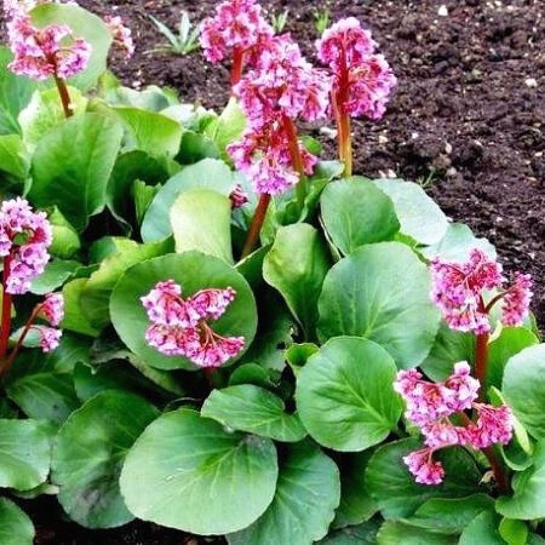 Hortensia De Invierno - Bergenia Crassifolia