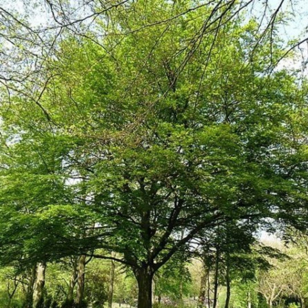 Haya Verde - Fagus Sylvatica