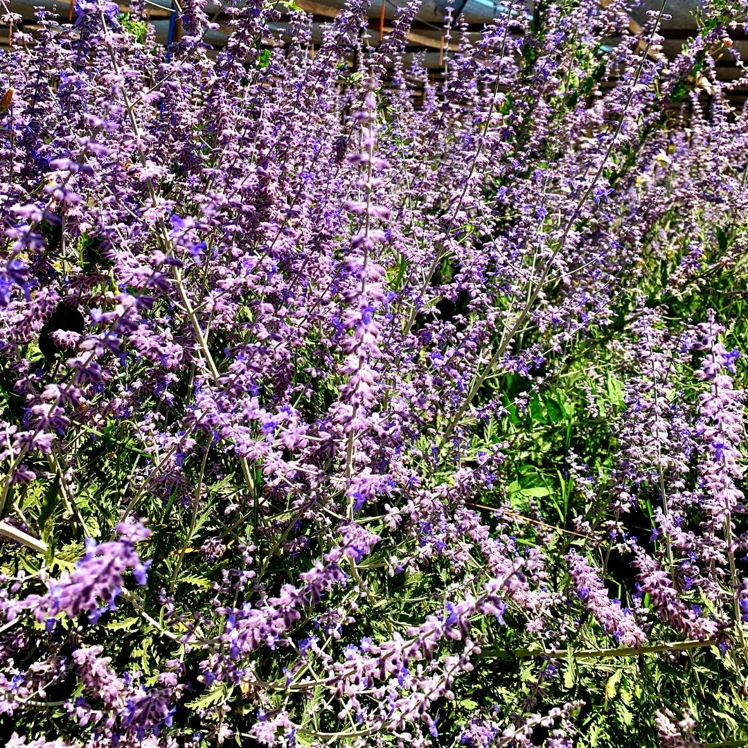 Salvia Rusa - Perowskia Artiplicifolia