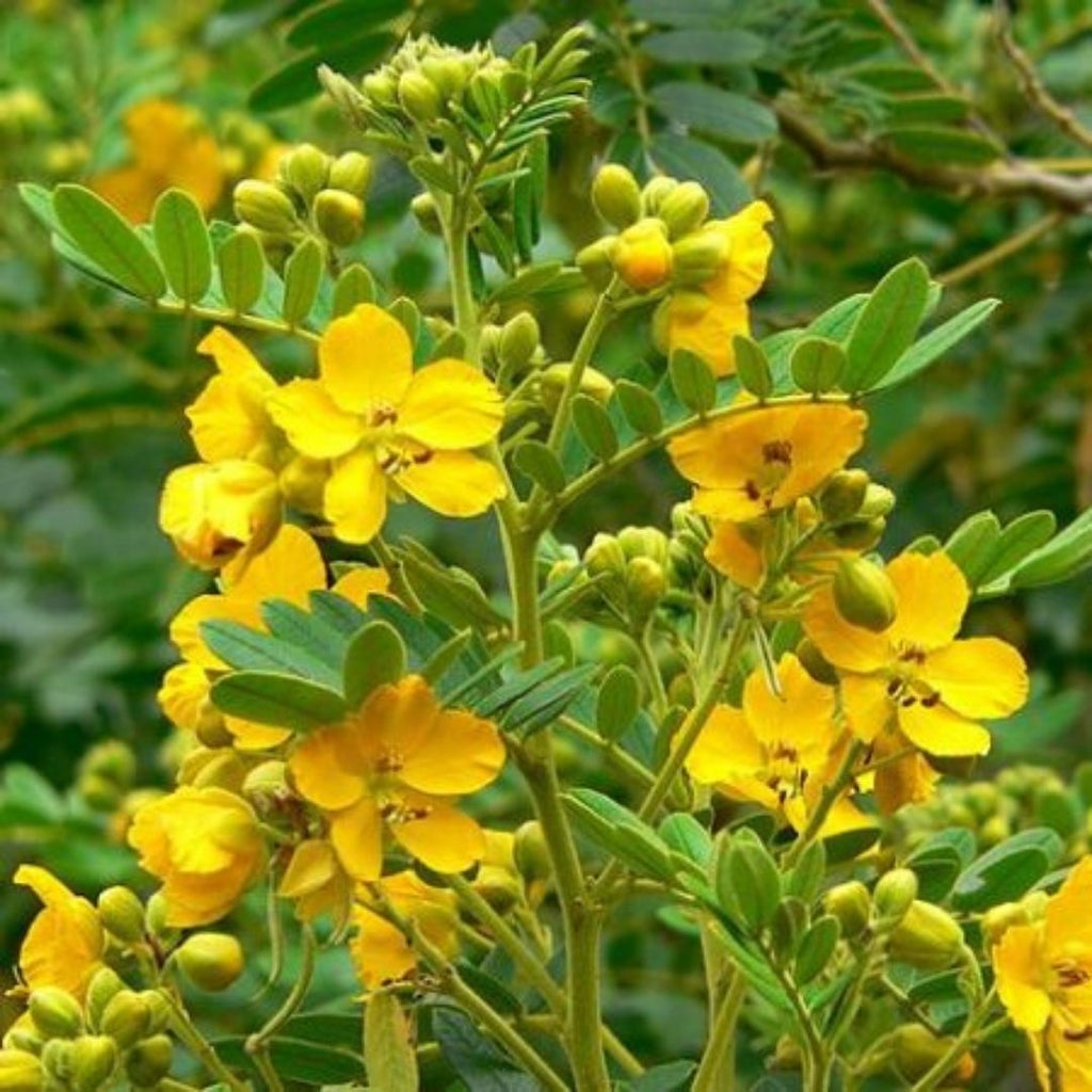 Quebracho - Senna Multiglandulosa