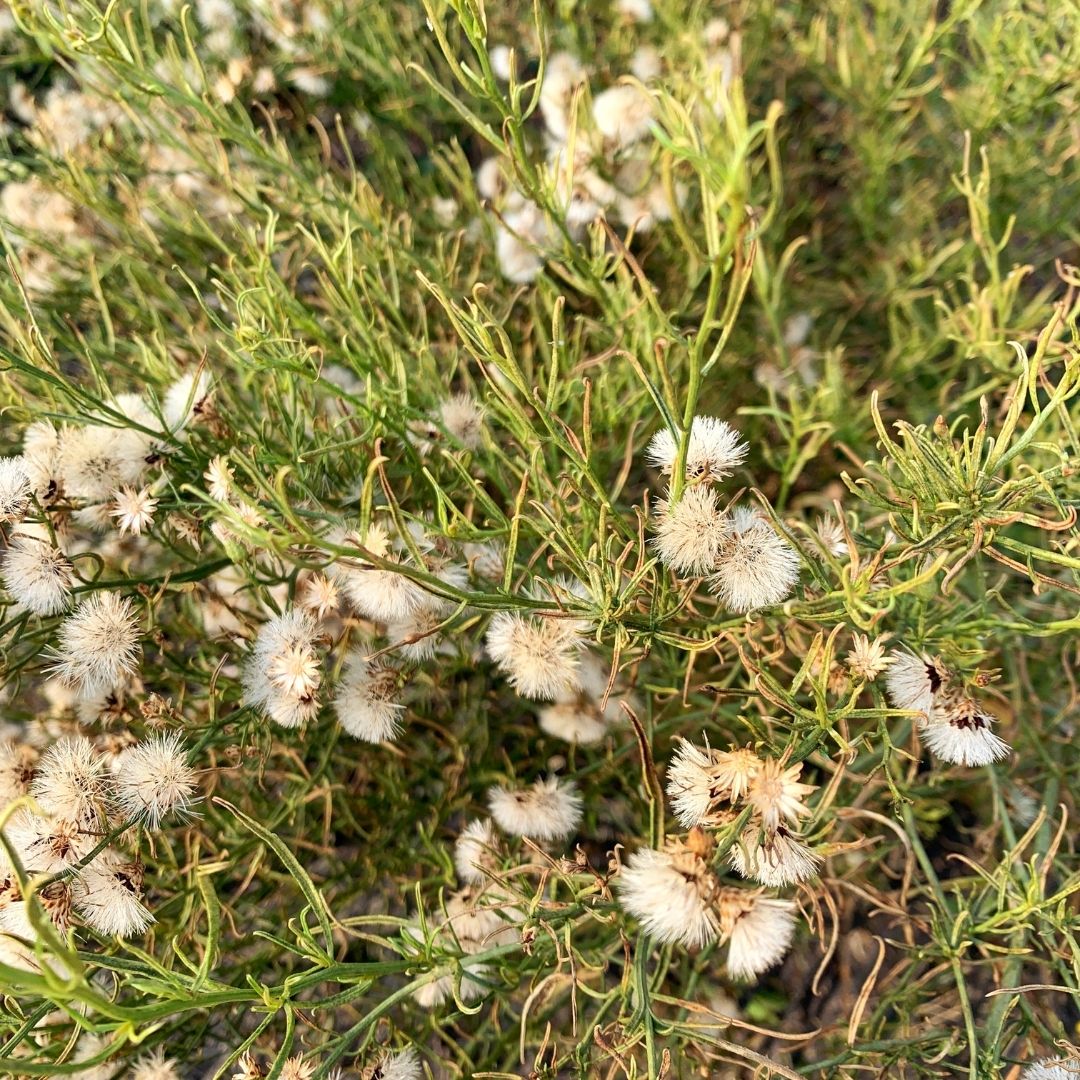 Romerillo - Baccaris Linearis