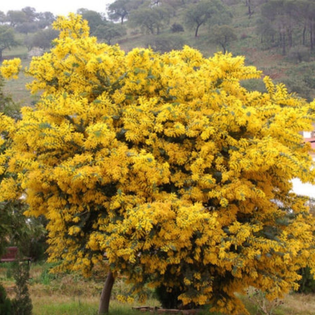 Aromo Chileno - Acacia Dealbata