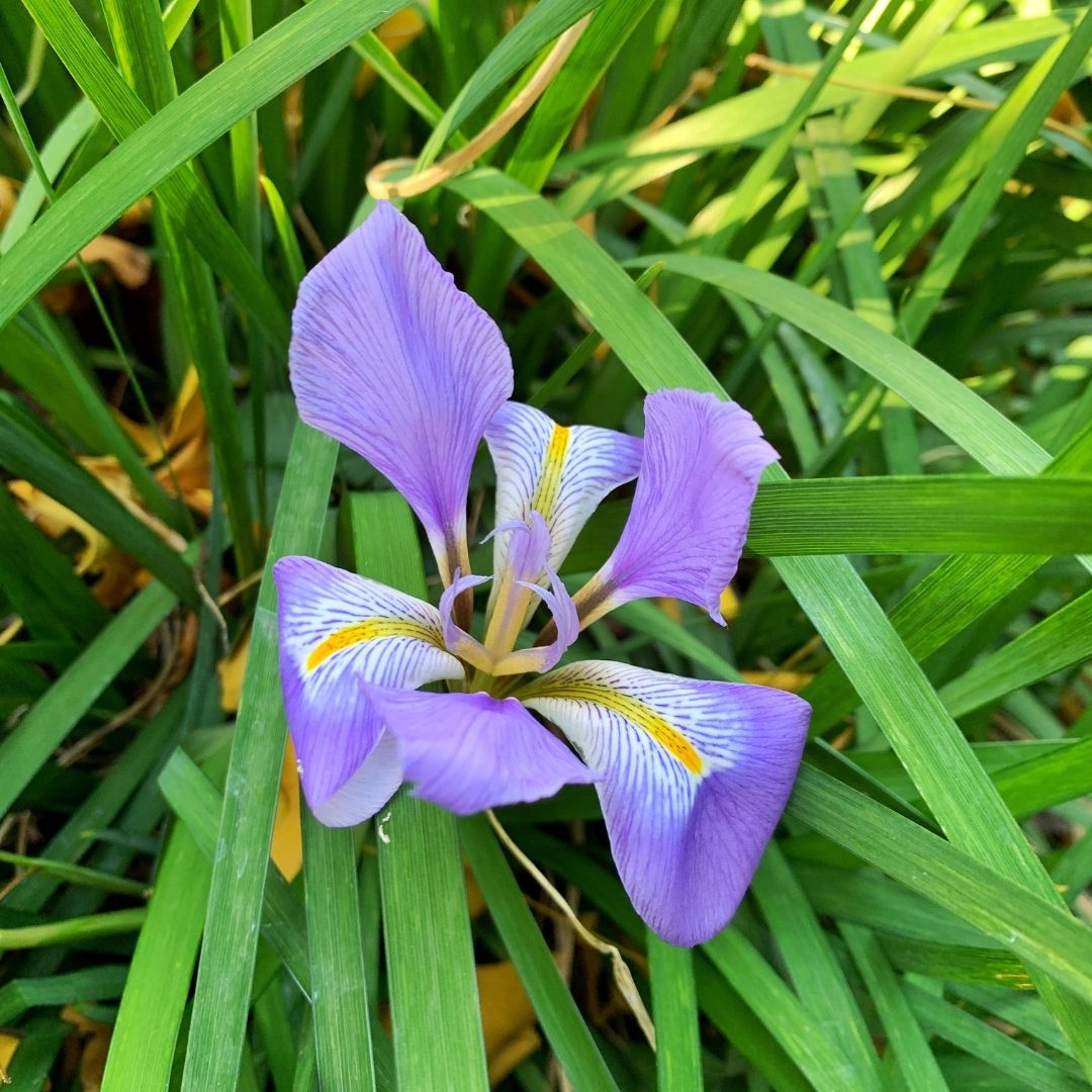 Lirio De Invierno - Iris Unguicularis.