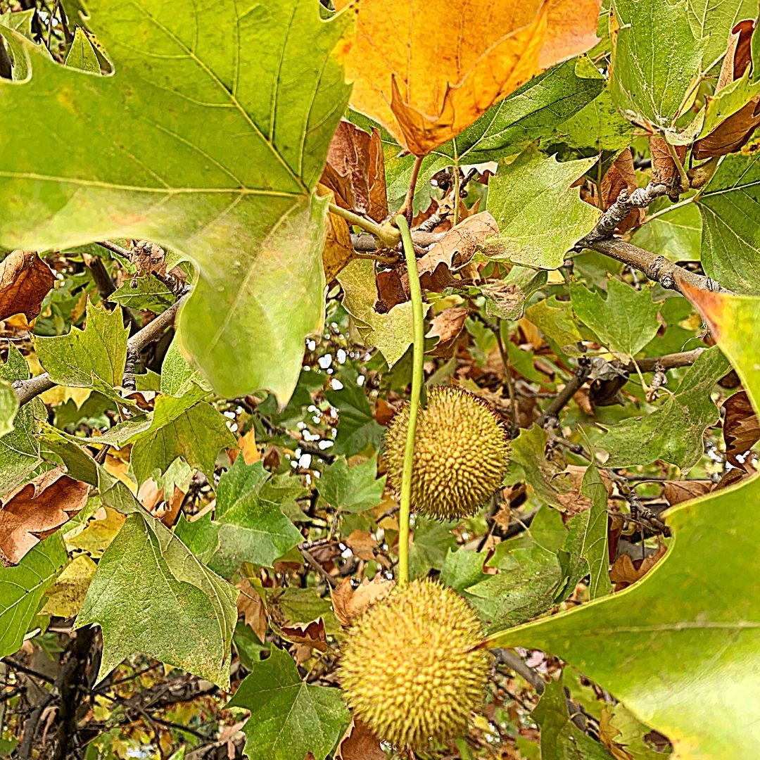 Platano Oriental - Platanus Orientalis