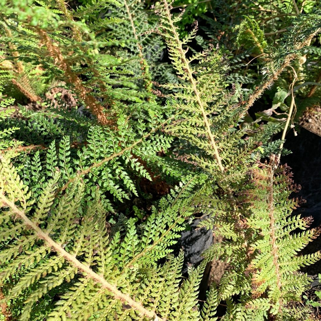 Helecho Polistichum - Polystichum Setiferum