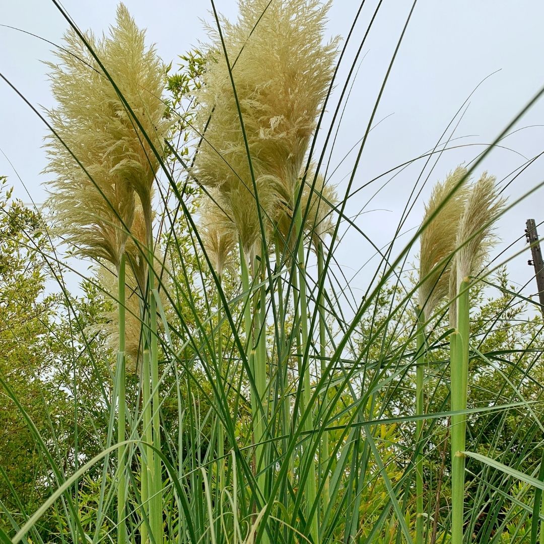 Cola De Zorro - Gynerium Argenteum