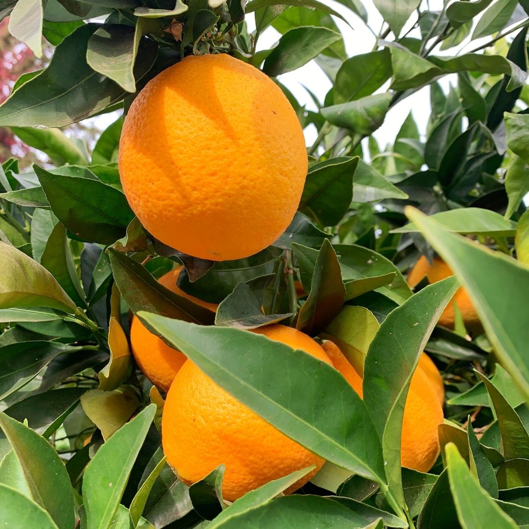 Naranjo Thompson - Citrus Aurantium Var. Thompson