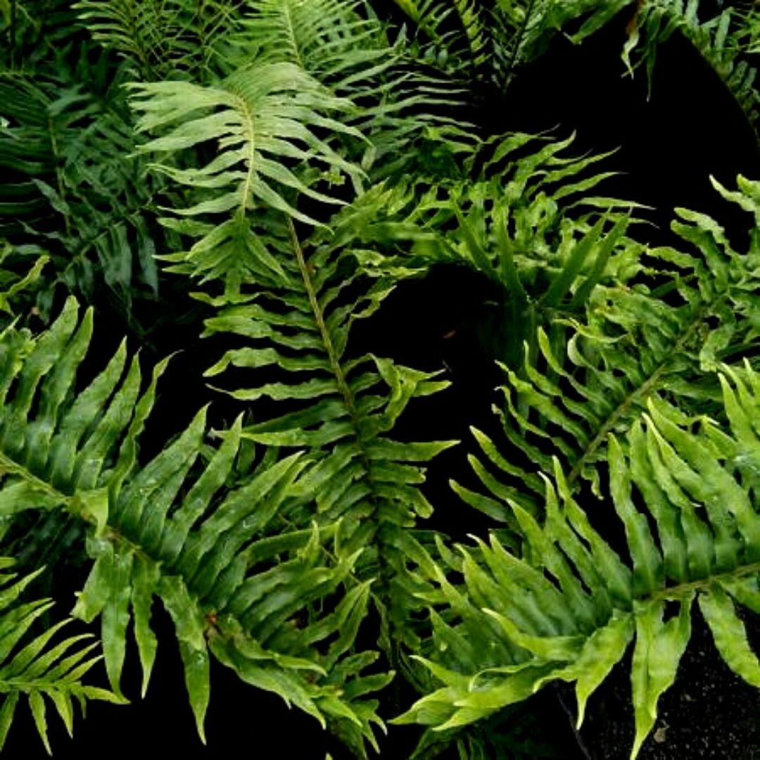 Helecho Magallánico - Blechnum Magellanicum