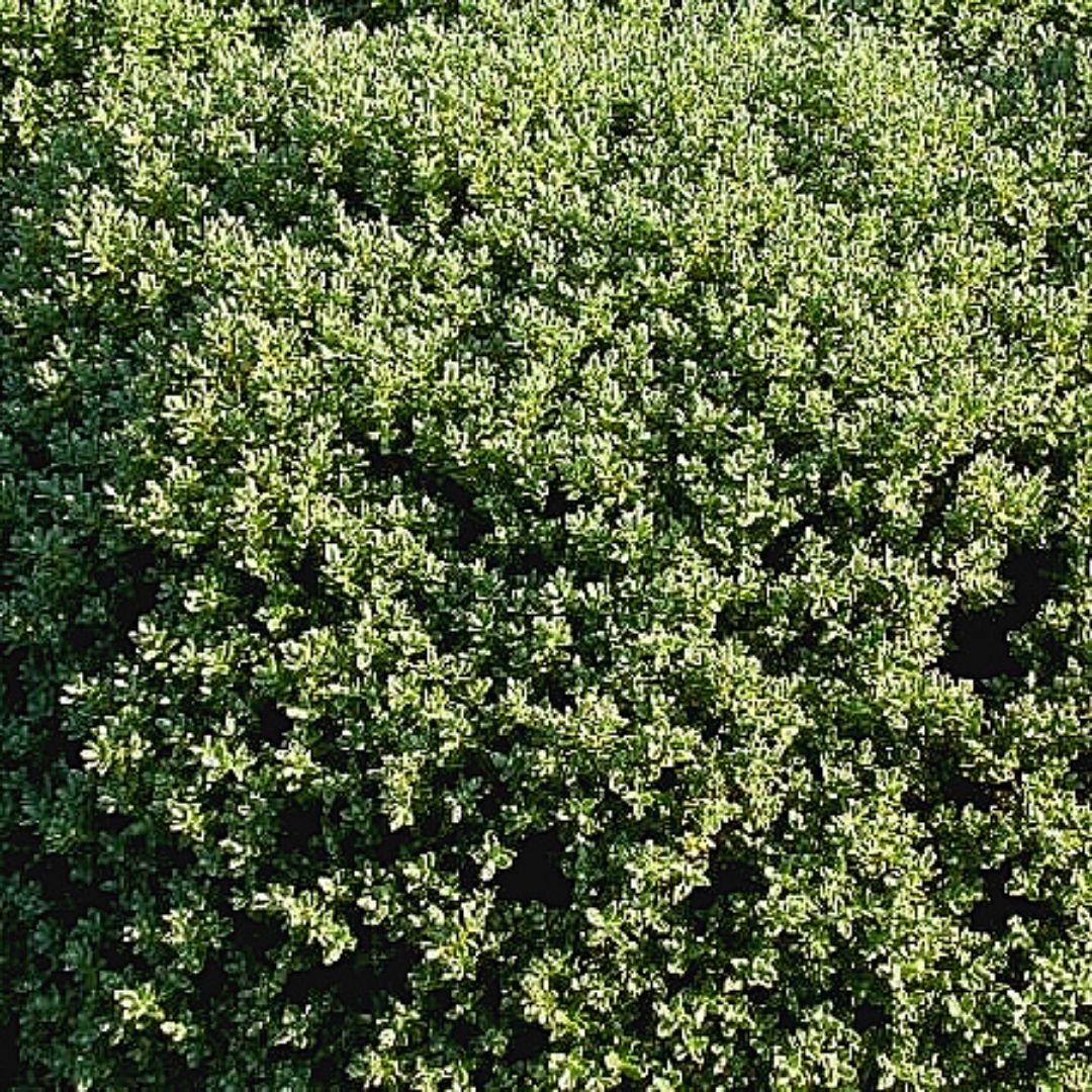 Verónica Gemend - Hebe Gemend