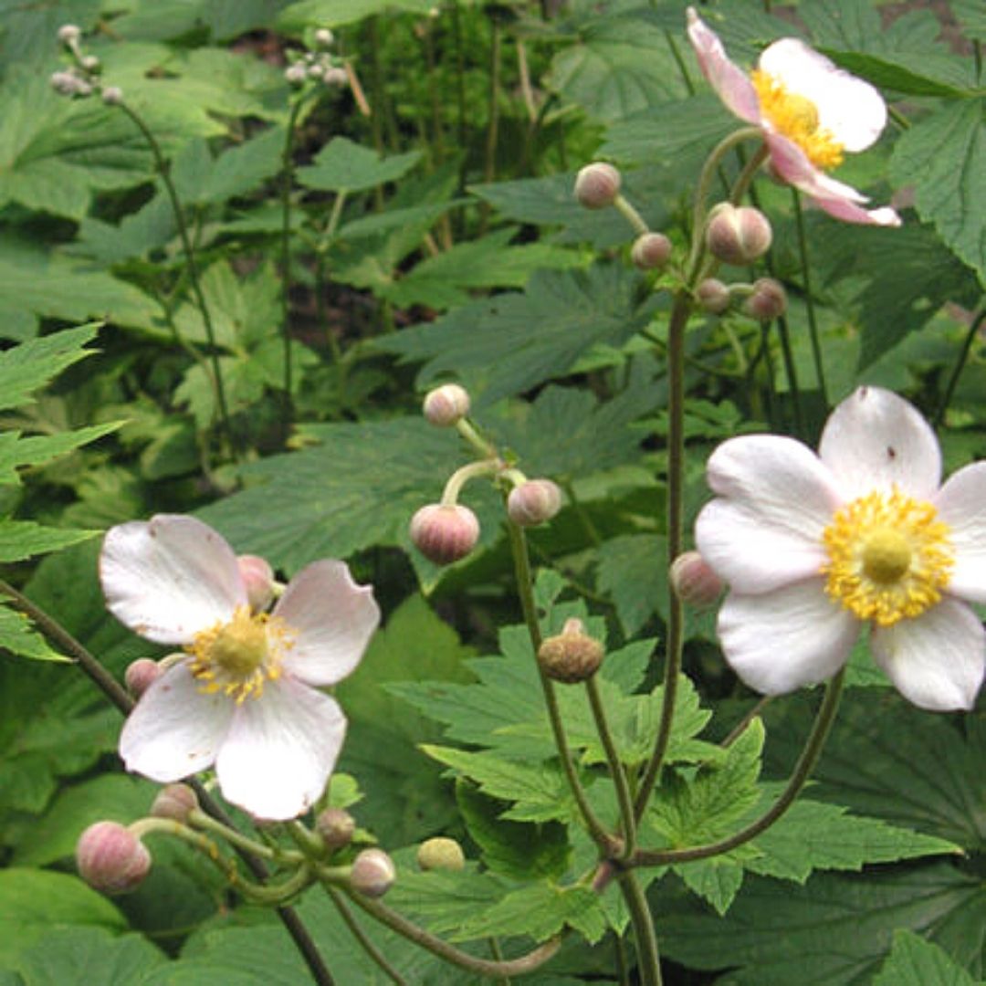 Anemona Blanca - Anemone Japonica