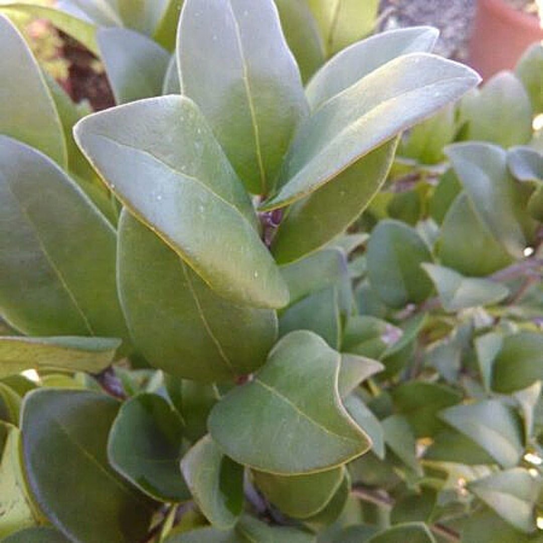 Ligustro Compacto - Ligustrum Japonico &quot;Texanum&quot;