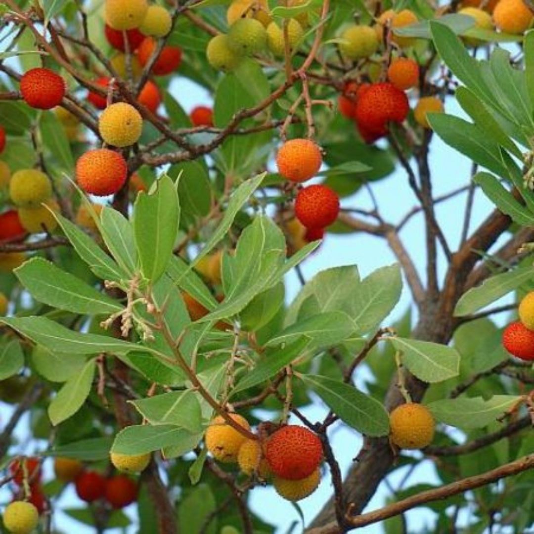 Madroño - Arbustus Unedo
