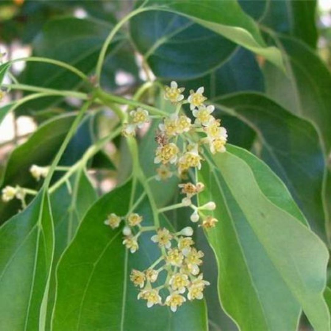 Alcanfor - Cinnamomum Camphora