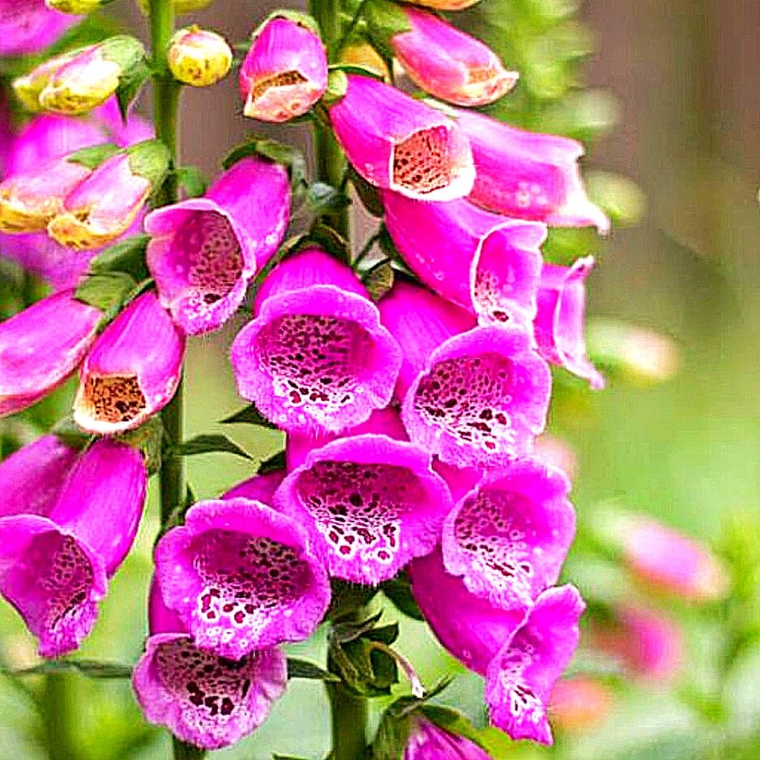 Digitalis - Digitalis Purpurea