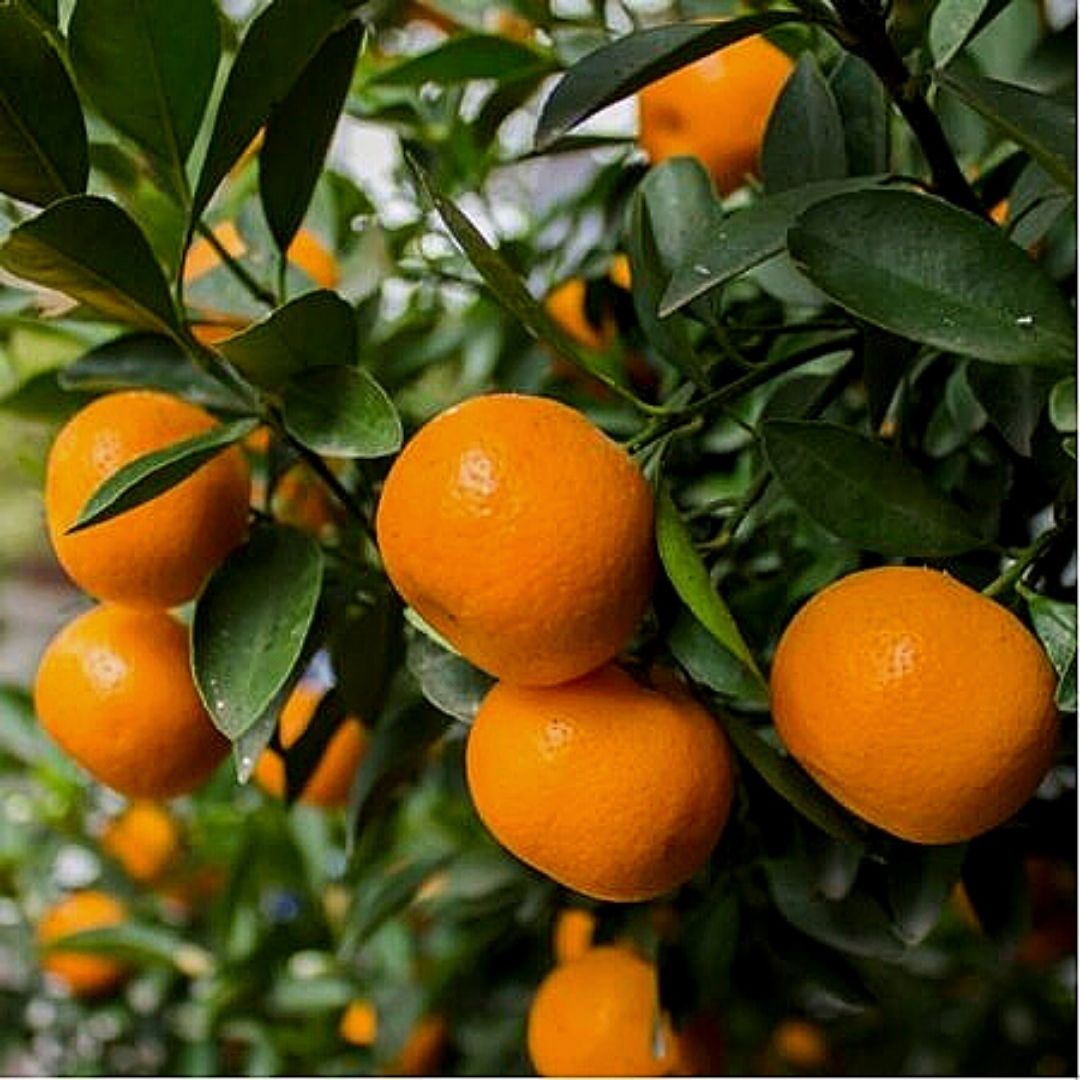 Mandarino - Citrus Nobilis