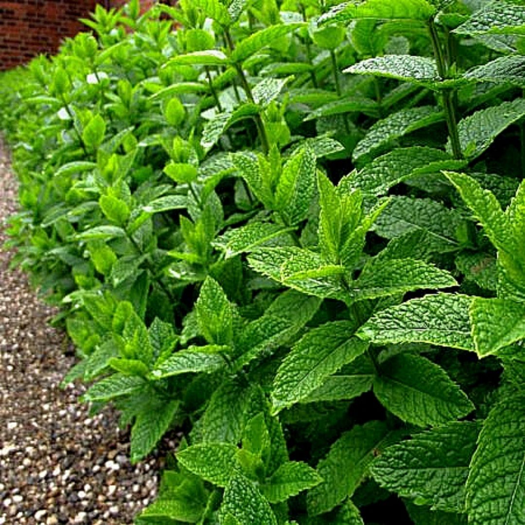 Menta Piperita - Mentha X Piperita