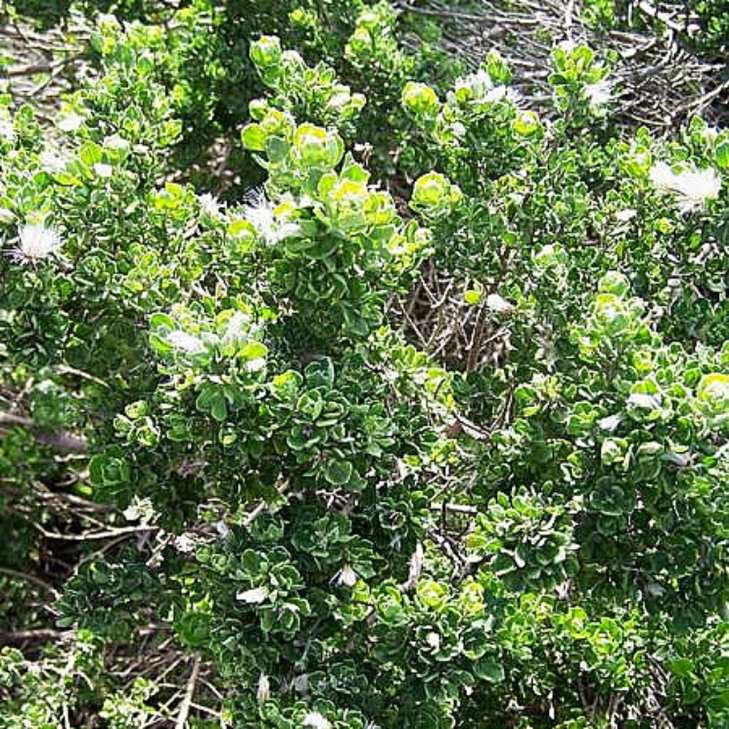 Baccharis concava (Vautro)