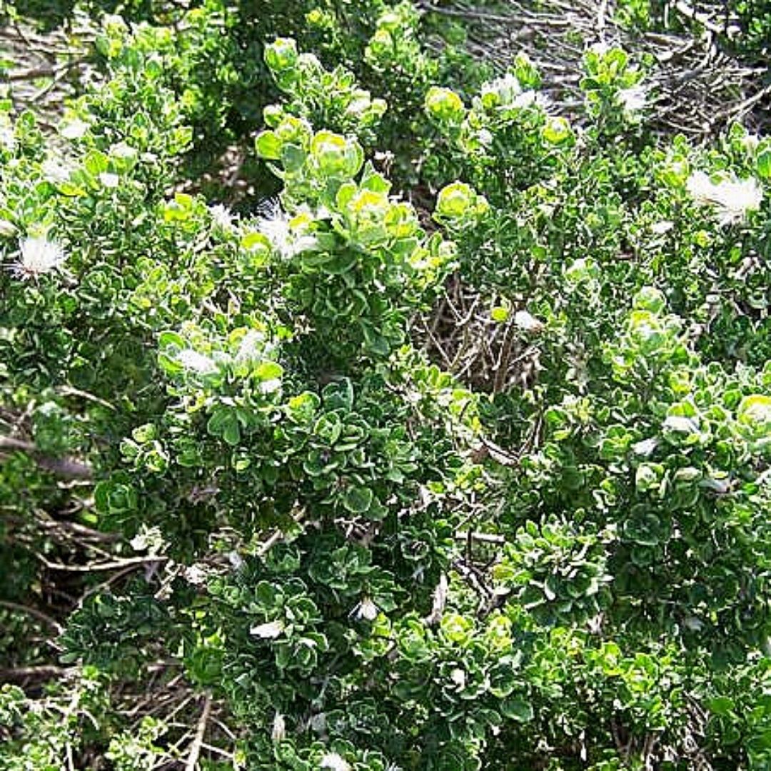 Vautro - Baccharis Concava