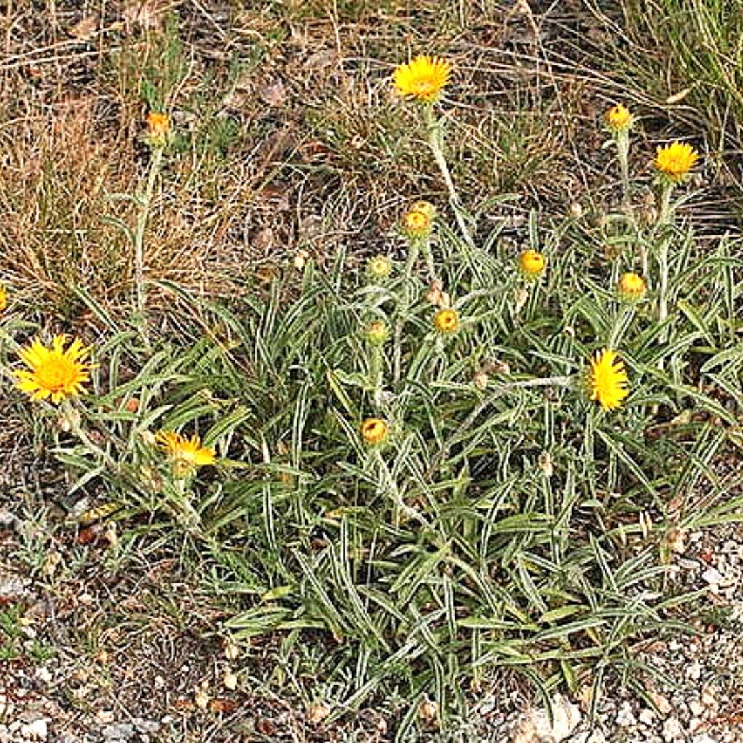 Inula Amarilla - Inula Montana