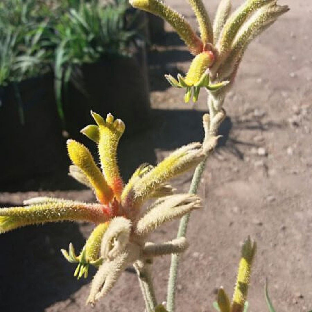 Anigozanthus Flavidus - Pata De Canguro(Amarillo)