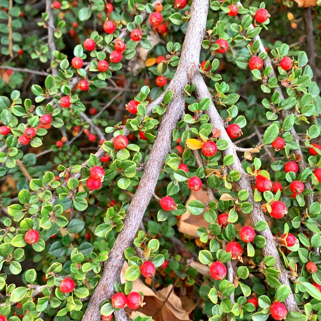 Cotoneaster Horizontal - Cotoneaster Horizontalis