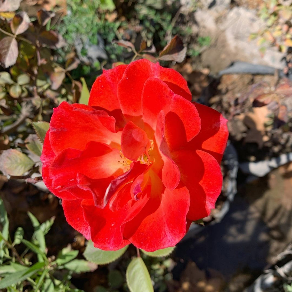 Rosa Rock And Roll