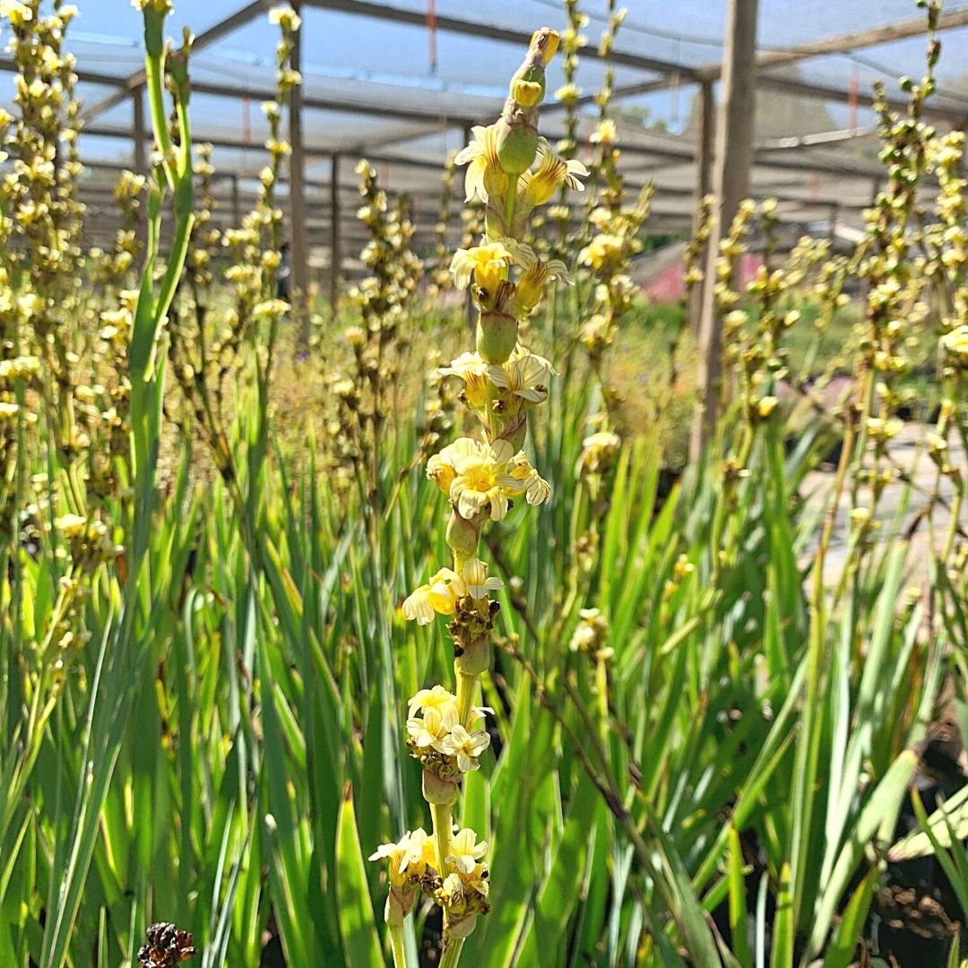Lirio Chileno - Sisyrinchium Striatum
