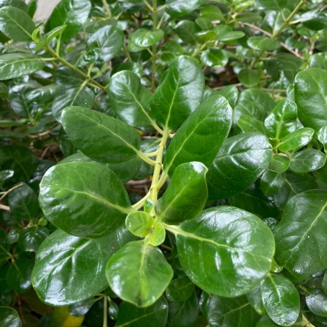 Coprosma Verde - Coprosma Baueri