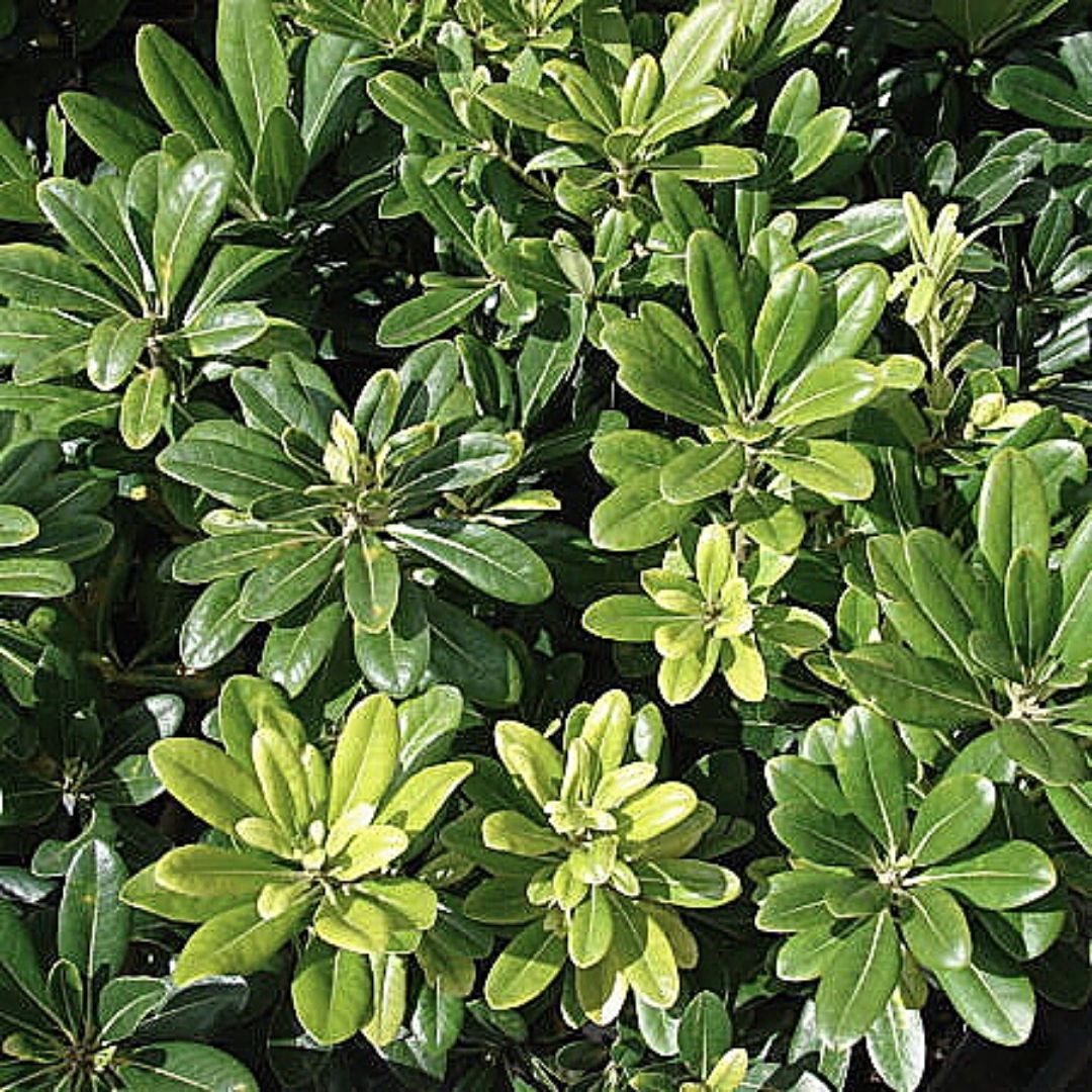 Pitosporo Tobira - Pittosporum Tobira