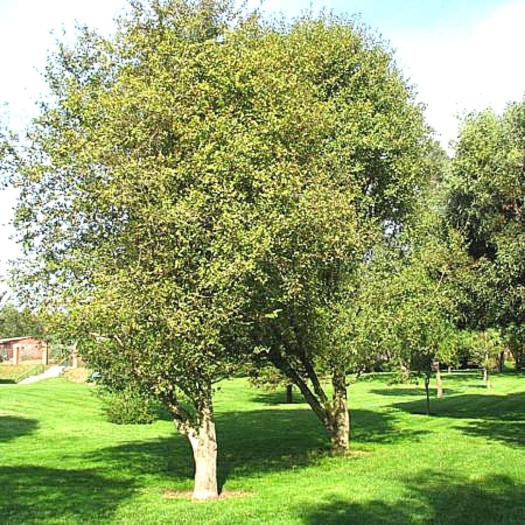 Patagua - Crinodendron Patagua
