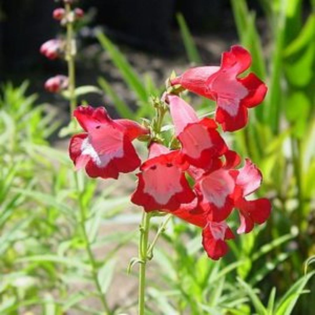 Penstemon - Penstemon Barbatus