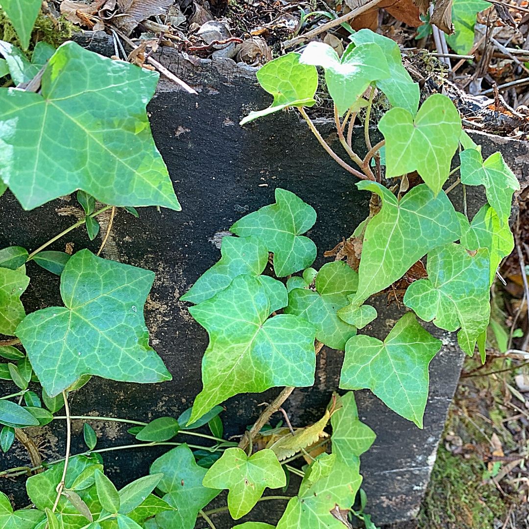 Hiedra - Hedera Helix Hibrida
