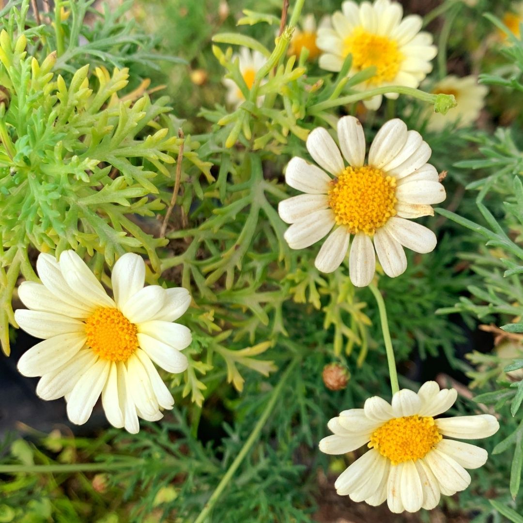 Paquerette colores - Chrysanthemum Frutescens