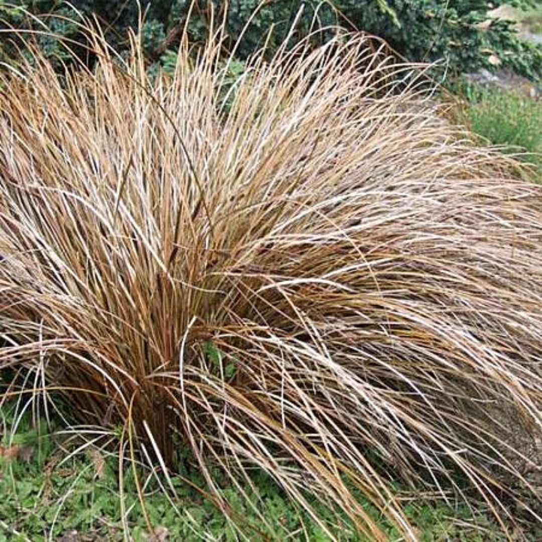 Carex Bronce - Carex Comans Bronze