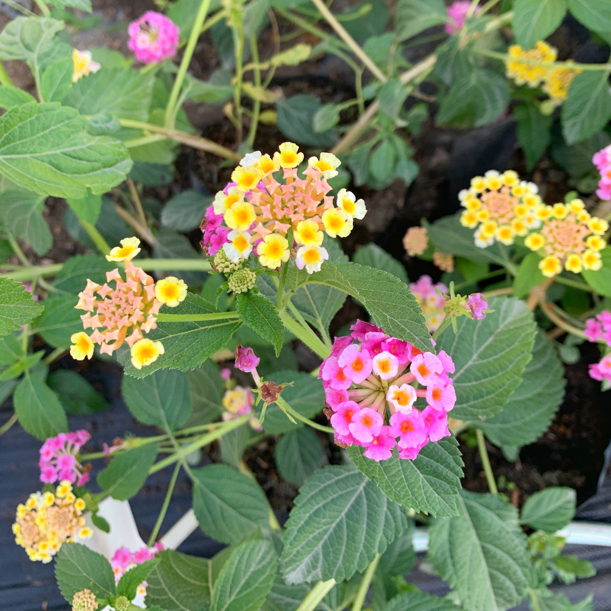 Lantana Camara