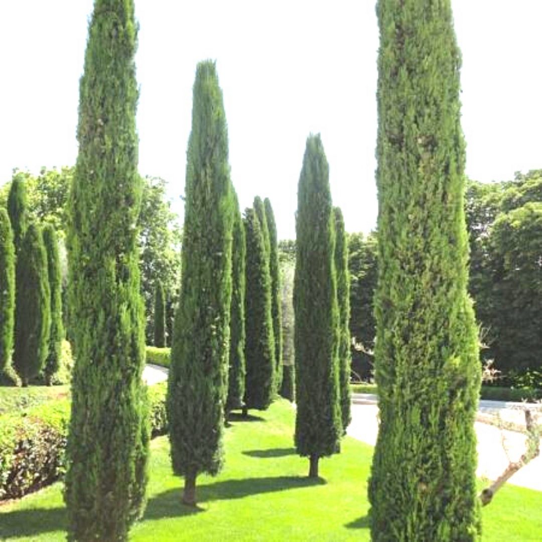 Cipres Italico - Cupressus Sempervirens “Stricta”