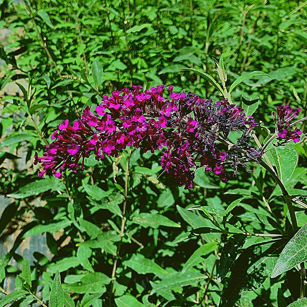 Buddleja - Buddleja Davidii Purpura
