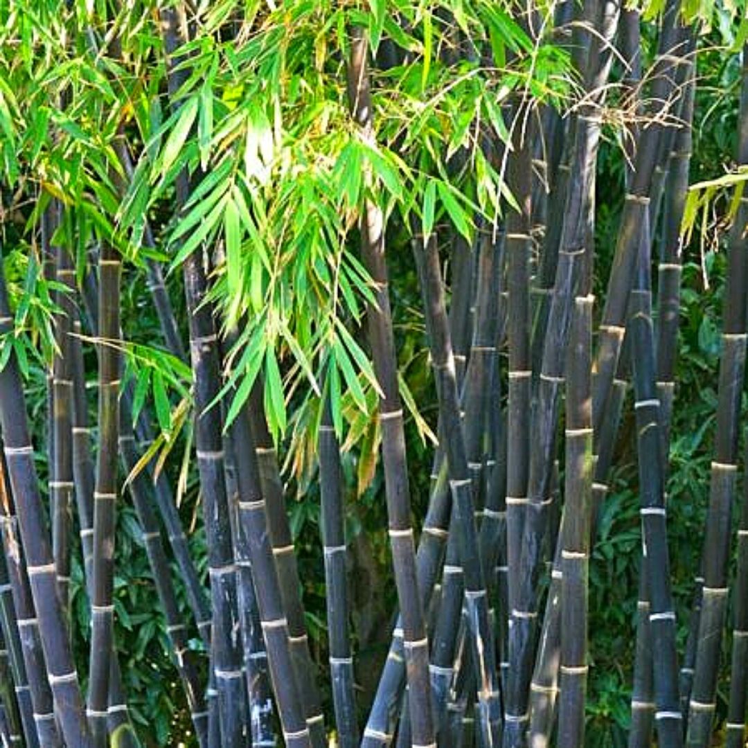 Bambu Palo Negro - Phyllostachys Nigra