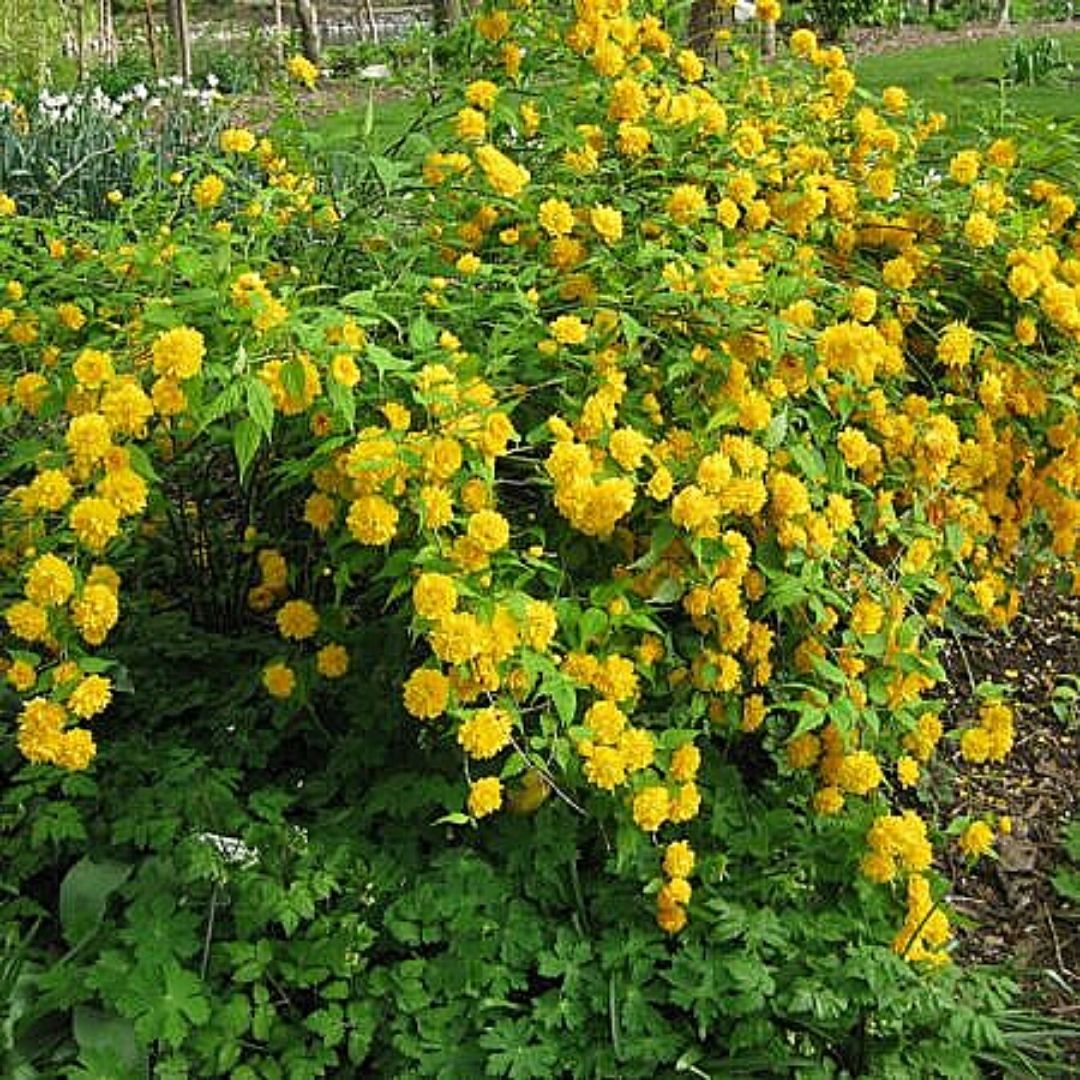 Kerria - Kerria Japonica