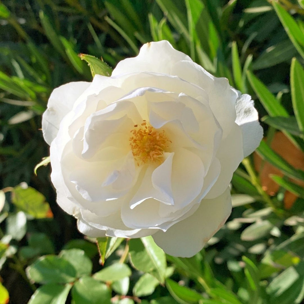 Rosa Iceberg
